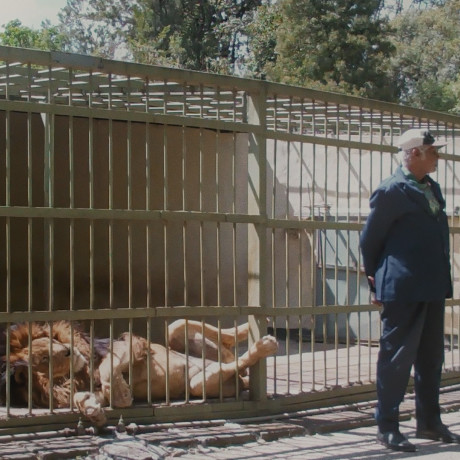 Pomiędzy woskiem i złotem